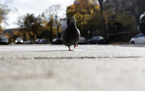 Walking is Good for You